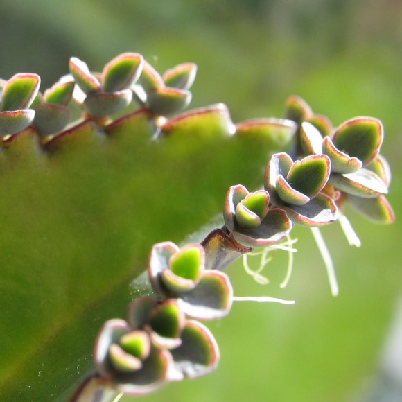 🌱3 LG Kalanchoe Mother of Thousands live Plants - Picture 7 of 16